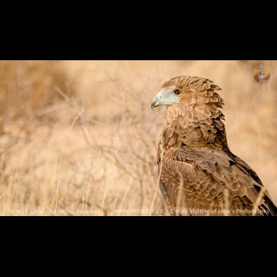 6757 Bateleur Eagle - Juvenile