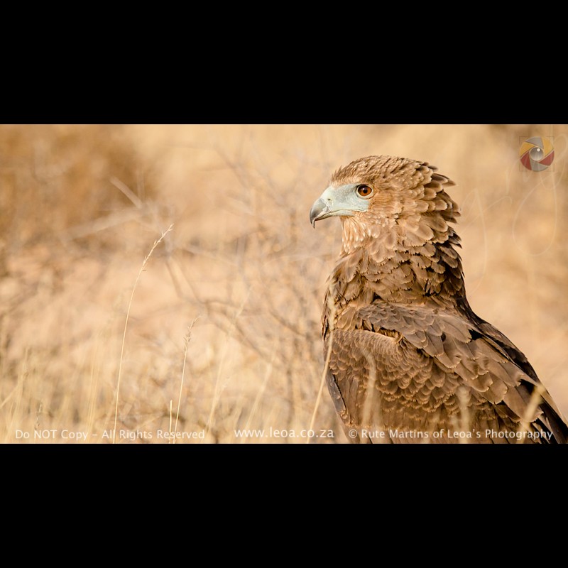 6757 Bateleur Eagle - Juvenile