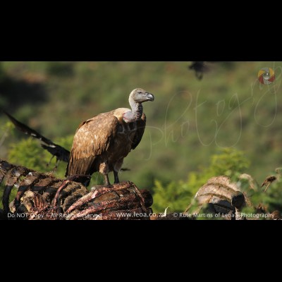 9001 Cape Vulture