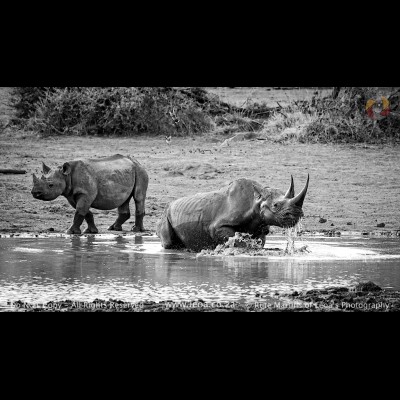 2374 Black Rhino - Black & White