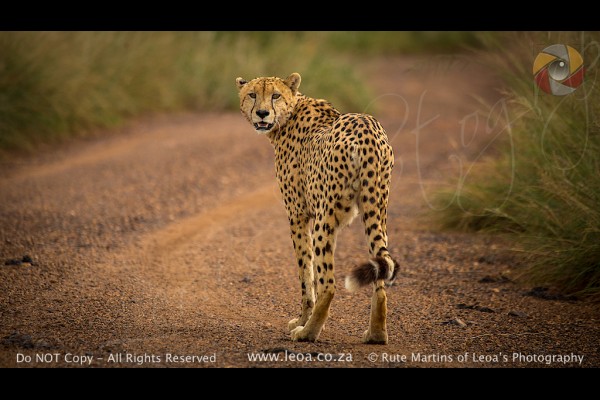 Cheetah1